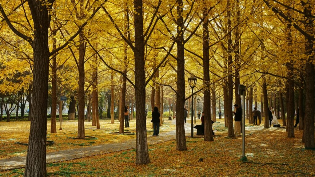 Paisaje otoñal de un parque con árboles de hojas amarillas y gente paseando."Cómo Ganar Plata en Bigo Live:Estrategias y Consejos",una guía para monetizar tu talento.