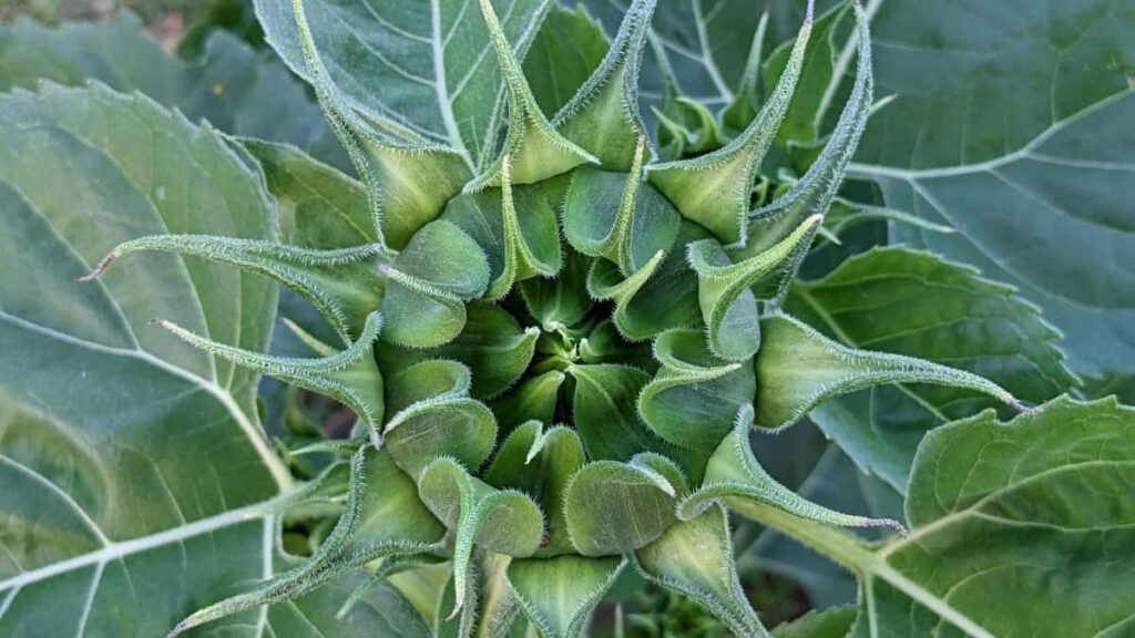 Guia practica para anunciantes en Chile: como identificar creadores de Bilibili en Indonesia y ejecutar product seeding a beauty bloggers, con riesgos y tacticas comprobables.