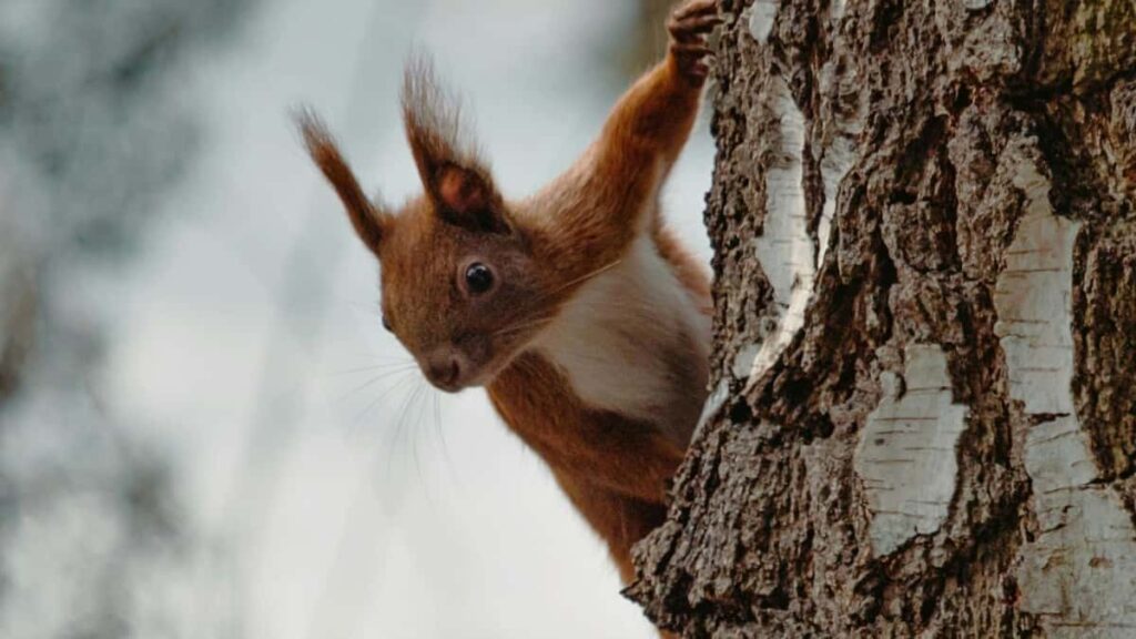 Guia practica para creadores chilenos sobre como localizar, pitchar y cerrar acuerdos largos con marcas peruanas en Kuaishou, con tacticas, riesgos y ejemplos.