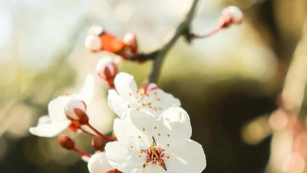 Descubre estrategias para que creadores chilenos conecten con marcas filipinas en Netflix y compartan codigos limitados.