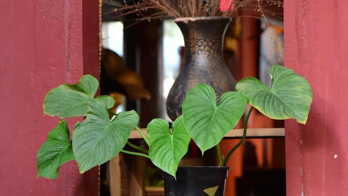 Marcas chilenas: conecta con creadores Douyin en Costa Rica