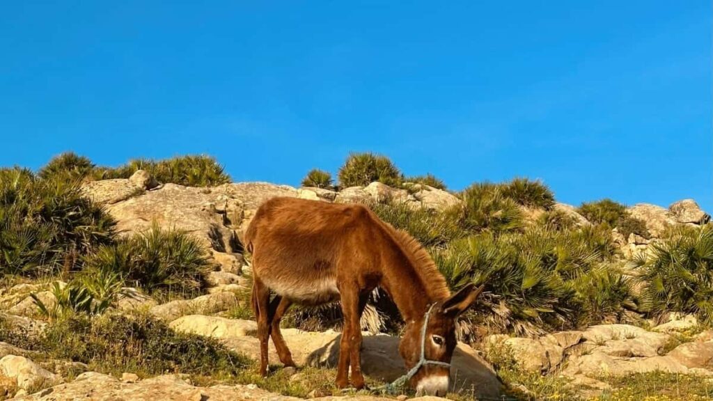 Guia practica para agencias chilenas: como identificar, verificar y contactar creadores alemanes en Reddit usando busqueda, comunidades y herramientas.