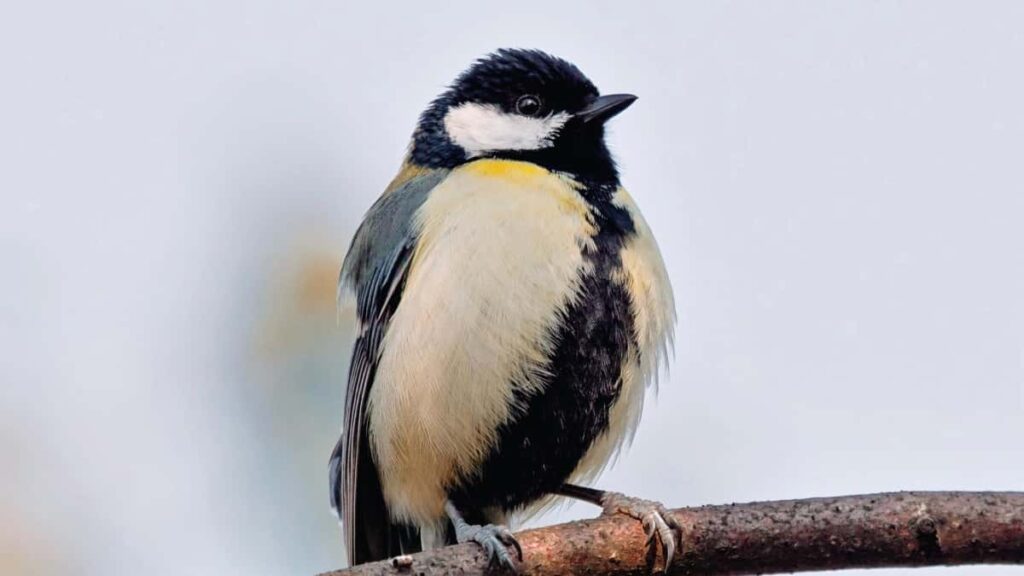 Guia practica para agencias chilenas: como localizar, evaluar y contratar creadores de ShareChat en Tanzania para una serie tutorial liderada por creadores.