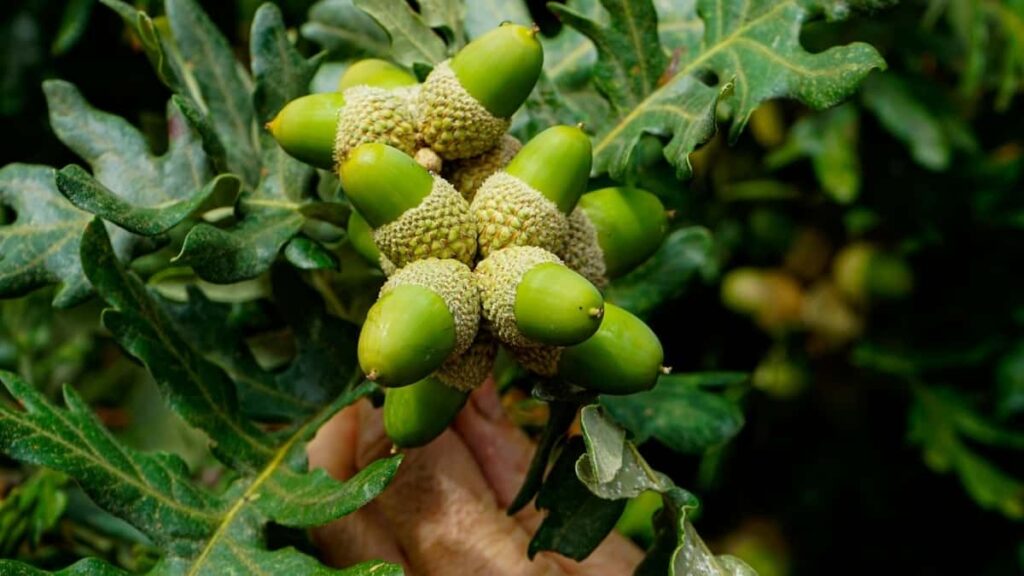 Guia practica para creadores chilenos: como contactar marcas de Singapur en Twitch y compartir coberturas de eventos con sponsor tags, pasos claros y ejemplos reales.