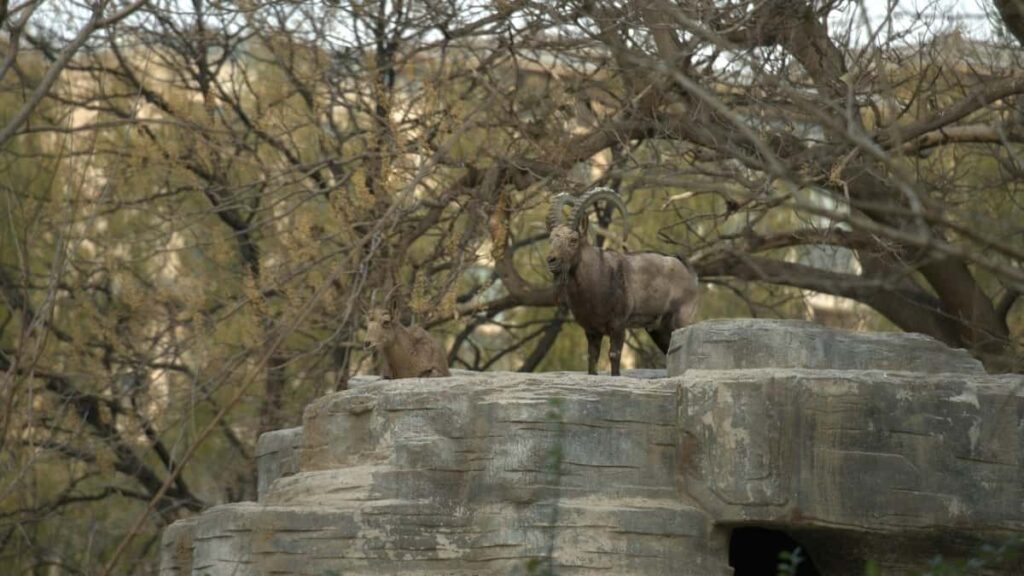 Guia practica para creadores en Chile: como encontrar y contactar marcas camboyanas en Amazon, disenar giveaways que enganchan y evitar errores comunes.