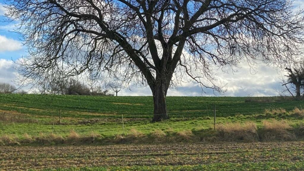 Estrategias practicas para creadores chilenos que quieren conectar con marcas israelies en Disney+ y convertir con CTAs potentes. Tacticas, ejemplos y herramientas.