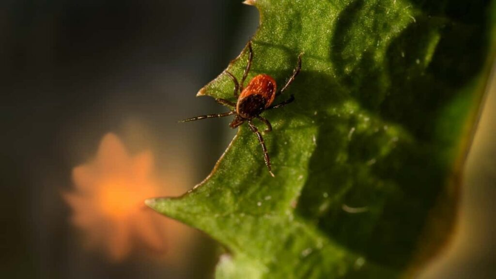 Guia practica para creadores chilenos: como detectar, pitchar y colaborar con marcas libanesas que aparecen en producciones de Netflix, usando redes, partners y tacticas locales.