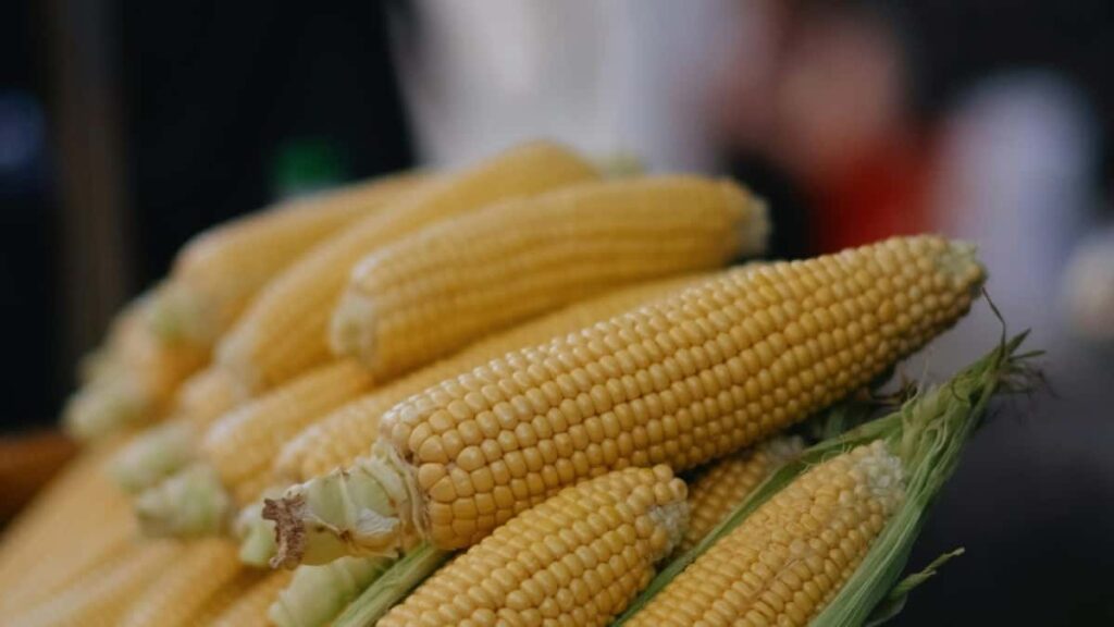 Guia practica para creadores chilenos: como contactar marcas portuguesas en ShareChat, generar confianza con sponsors y cerrar colaboraciones rentables.