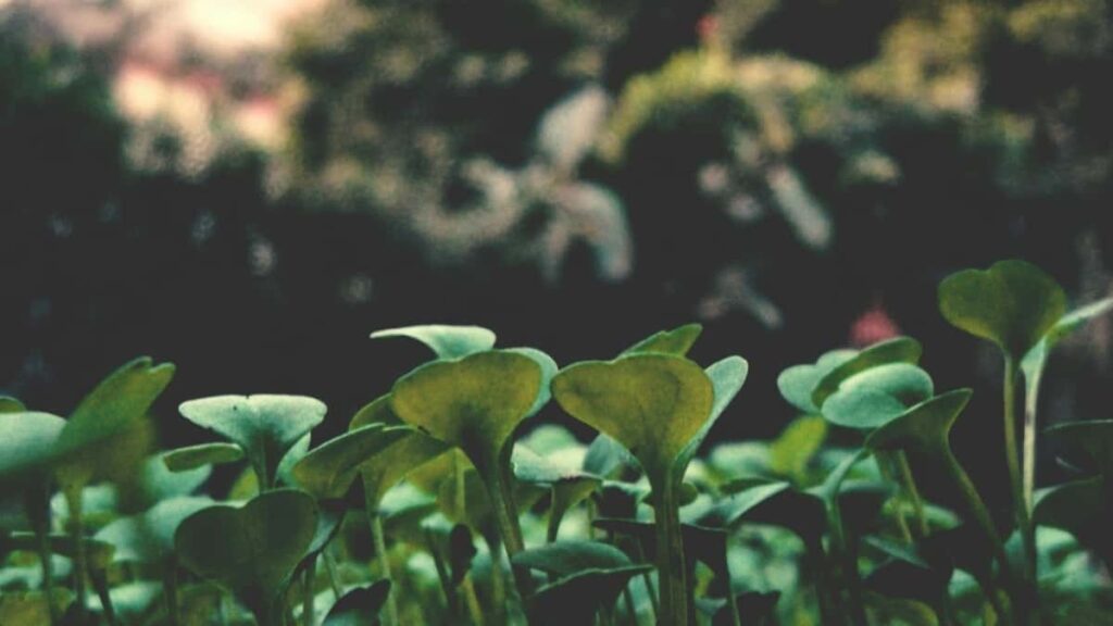 Guia practica para anunciantes chilenos: como localizar, verificar y lanzar challenges patrocinados con creadores que usan Zalo en Filipinas, y alternativas crossplatform.