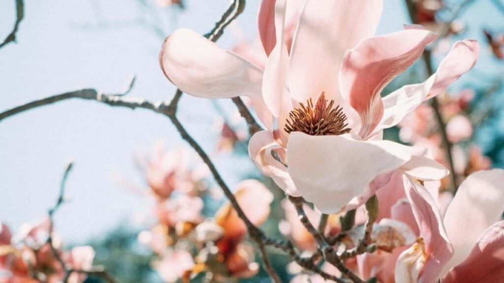 Guia practica para anunciantes chilenos: como localizar y validar creadores Hungary Josh para product seeding y ampliar alcance regional.