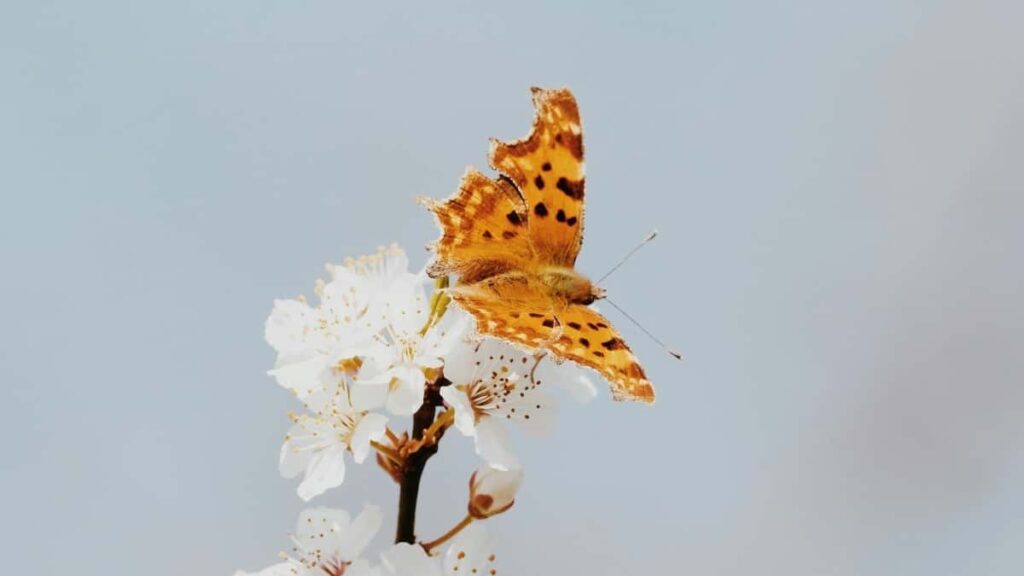 Guia practica para creadores chilenos que quieren pitchear a marcas argentinas via Zalo, con tacticas, plantillas y errores que evitar. Incluye datos comparativos y consejos locales.