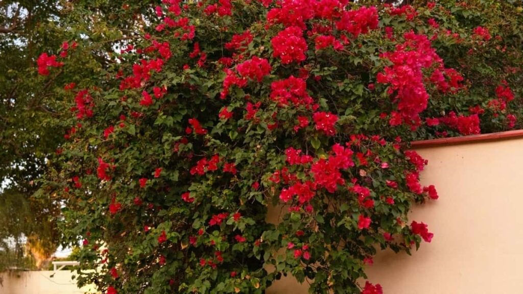 Guia practica para marcas chilenas: como encontrar y colaborar con creators de Takatak en Australia para dirigir trafico a tu landing page.