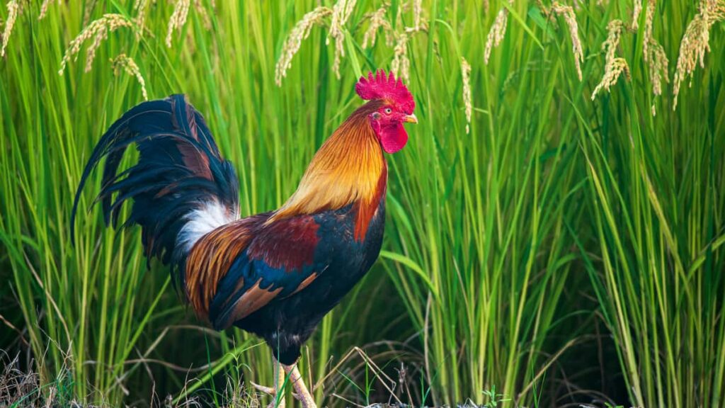 Estrategias practicas para que creadores chilenos conecten con marcas suecas en Taobao y conviertan esa relacion en inscripciones a cursos online.