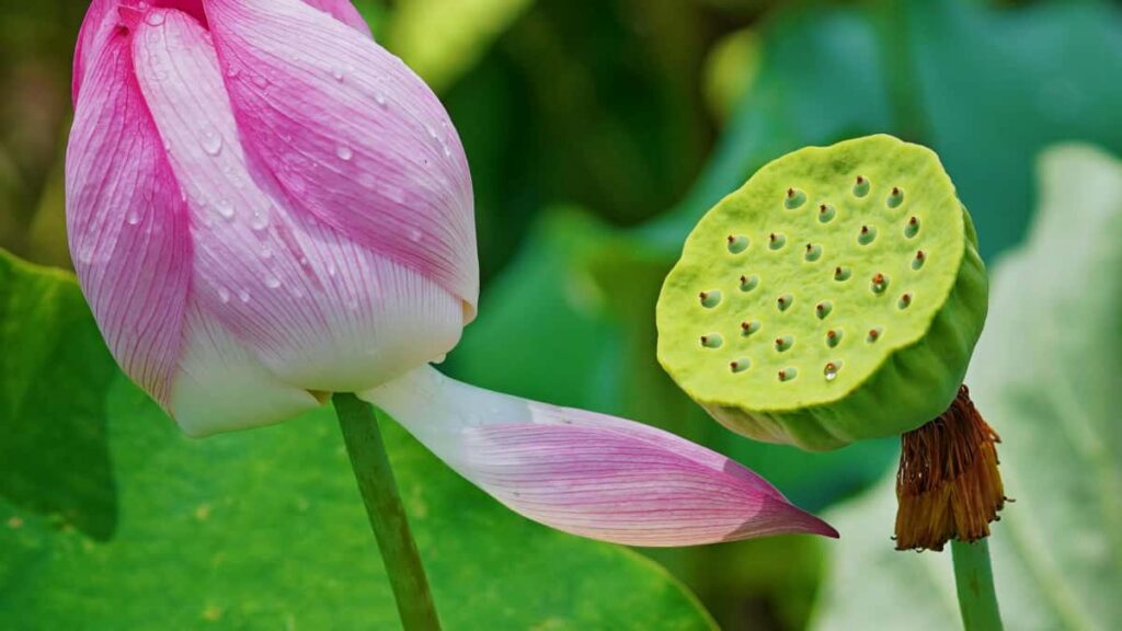 Guia practica para creadores chilenos: como localizar, contactar y cerrar alianzas a largo plazo con marcas de Azerbaiyan usando WeChat, tacticas, riesgos y ejemplos reales.