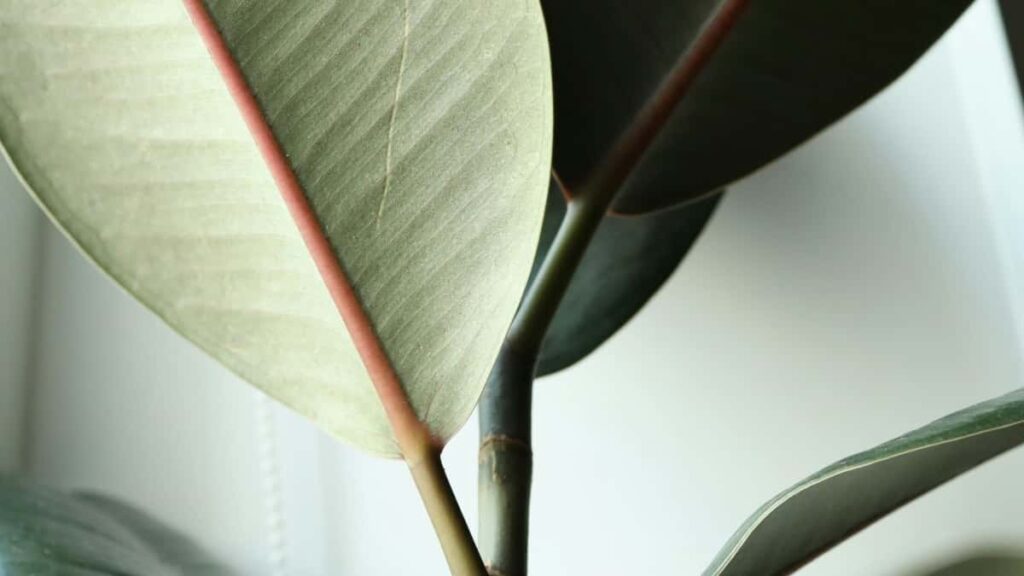 Guia practica para anunciantes en Chile: donde hallar creators filipinos en Lazada, como evaluarlos y lanzar campanas UGC efectivas con datos y tacticas actuales.