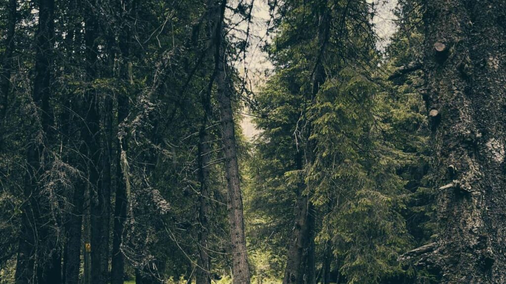 Guia practica para anunciantes chilenos: donde y como localizar creadores de ShareChat en Panama para testear conceptos de producto, con tacticas, herramientas y riesgos.