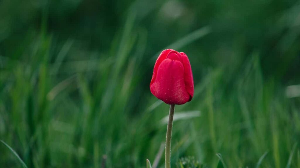 Guia practica para creadores en Chile: tacticas reales para llegar a marcas de Irak en Rumble y comunicar beneficios de producto con claridad.