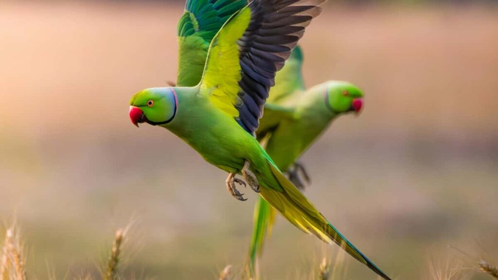 Guia practica para anunciantes en Chile sobre como encontrar creadores en Rumble (Finlandia) para product seeding, con tacticas, riesgos regulatorios y ejemplos reales.