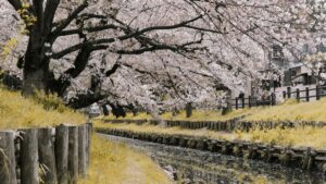 Guia practica para creadores en Chile: como encontrar y acercarte a marcas argelinas en Clubhouse, negociar videos de testimonio y convertir conversaciones en contratos reales.