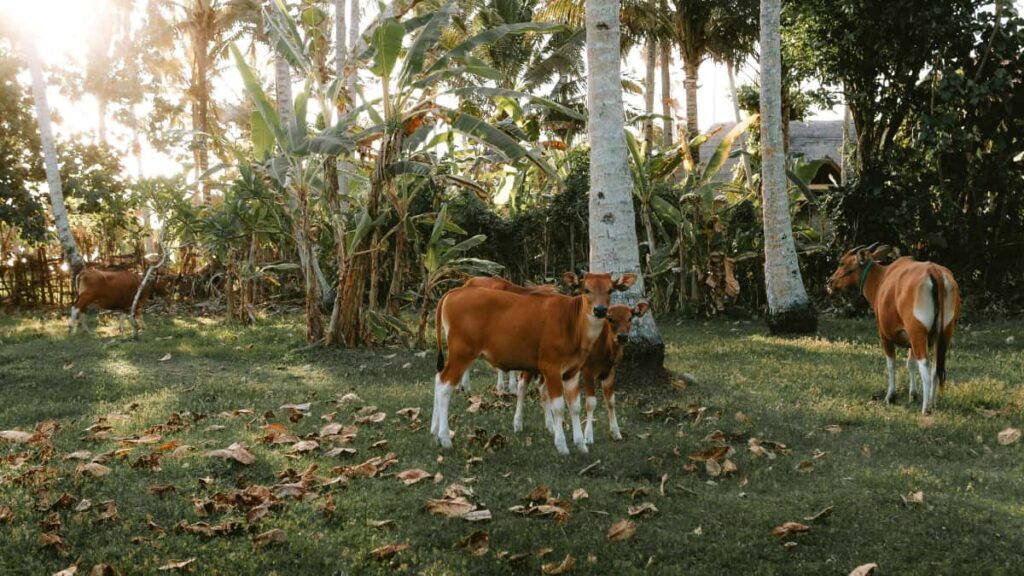 Guia practica para anunciantes chilenos: como localizar, evaluar y colaborar con creadores de Viber en Indonesia para impulsar ofertas estacionales.