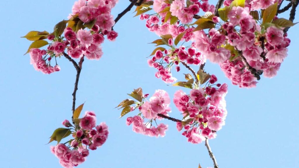 Guia practica para creadores chilenos: como localizar, pitchar y cerrar colaboraciones con marcas brasilenas en Facebook usando estrategias locales y herramientas como afiliados.