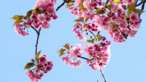 Guia practica para creadores chilenos: como localizar, pitchar y cerrar colaboraciones con marcas brasilenas en Facebook usando estrategias locales y herramientas como afiliados.