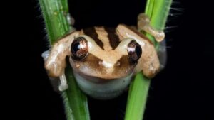 Guia practica para marcas en Chile: como localizar, evaluar y lanzar micro-influencer product trials con creadores japoneses en TikTok, usando herramientas, ejemplos y tacticas actuales.