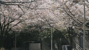 Guia practica para anunciantes chilenos que buscan creators de Kazajistan en Twitter para contenido BTS: tacticas, risks y canales de descubrimiento.